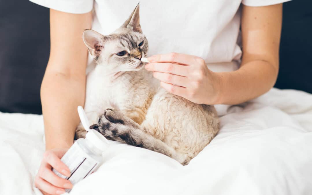The Benefits of Veterinary Compounding for Your Furry Friend